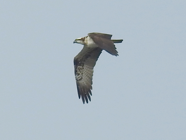 Osprey