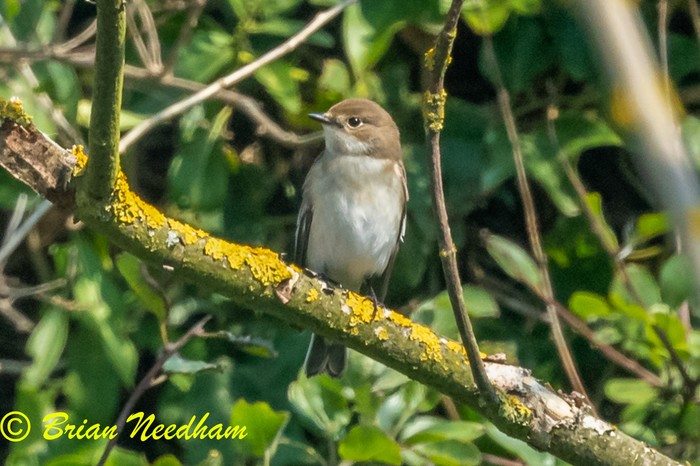 Collared Flycatcher