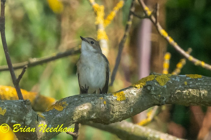 Collared Flycatcher