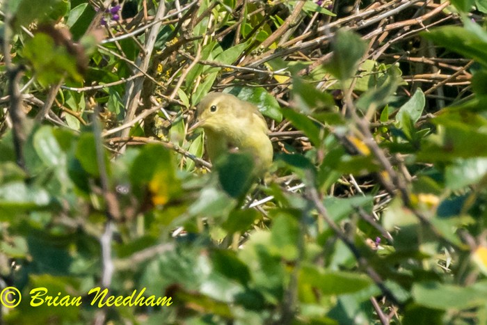 Icterine Warbler