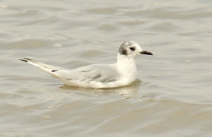 Bonaparte's Gull