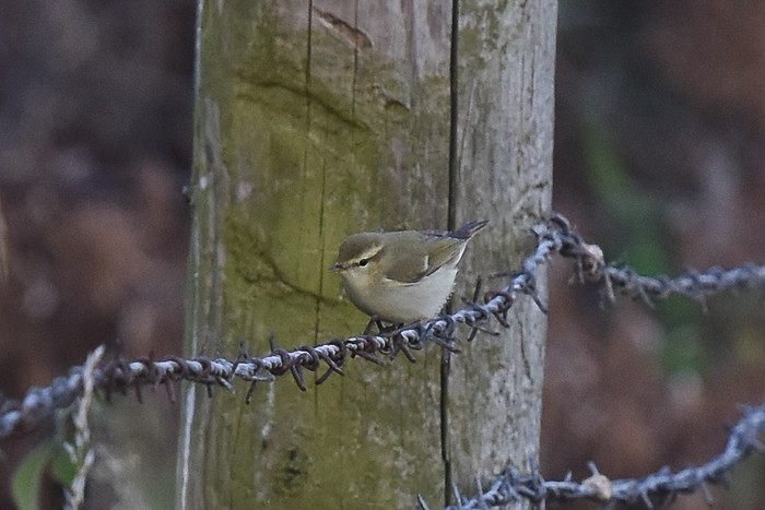Greenish Warbler