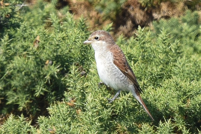Red-backed Shrike