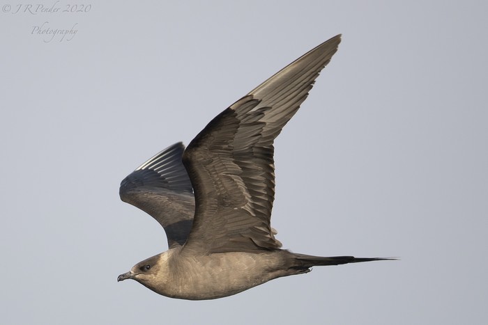 Arctic Skua