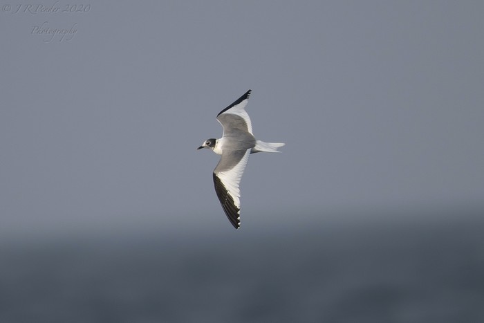 Sabine's Gull