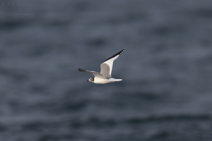 Sabine's Gull