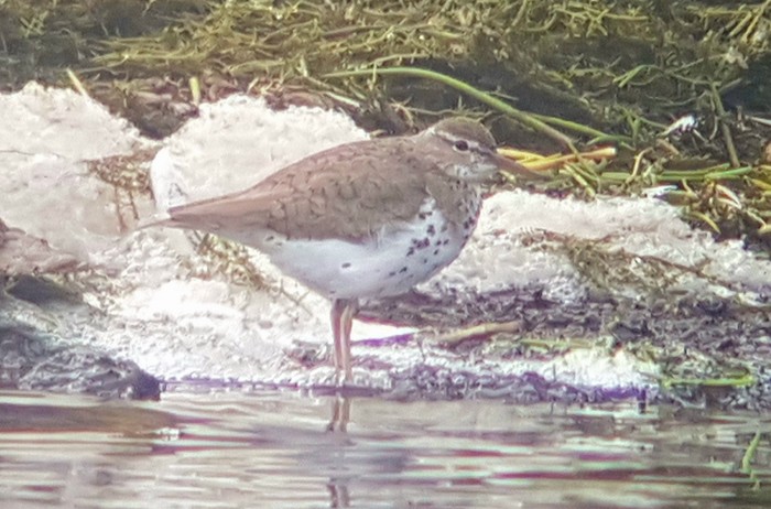 Spotted Sandpiper