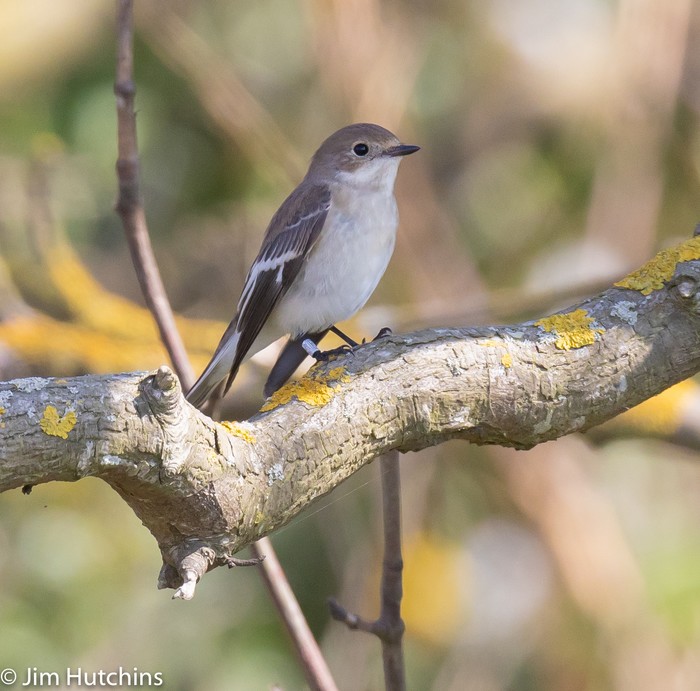 Collared Flycatcher