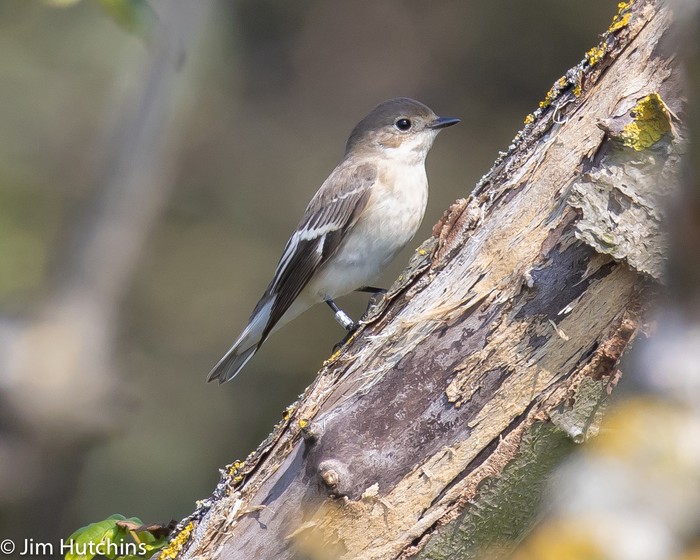 Collared Flycatcher