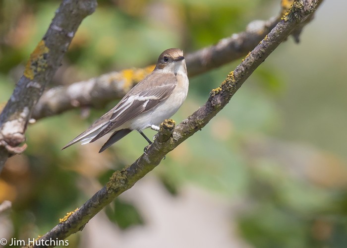Collared Flycatcher