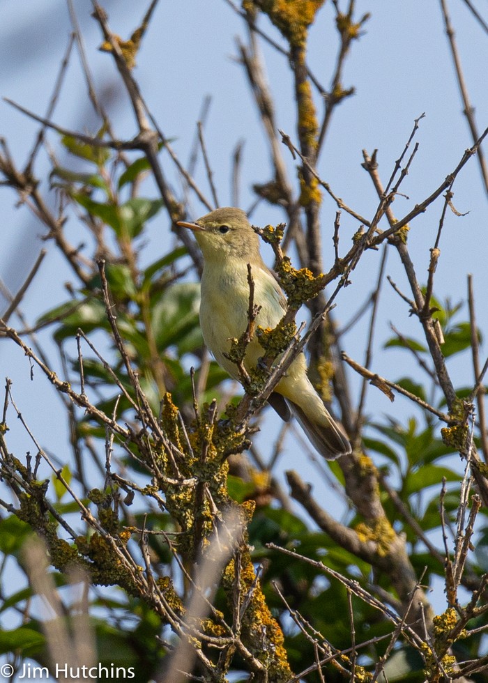 Icterine Warbler