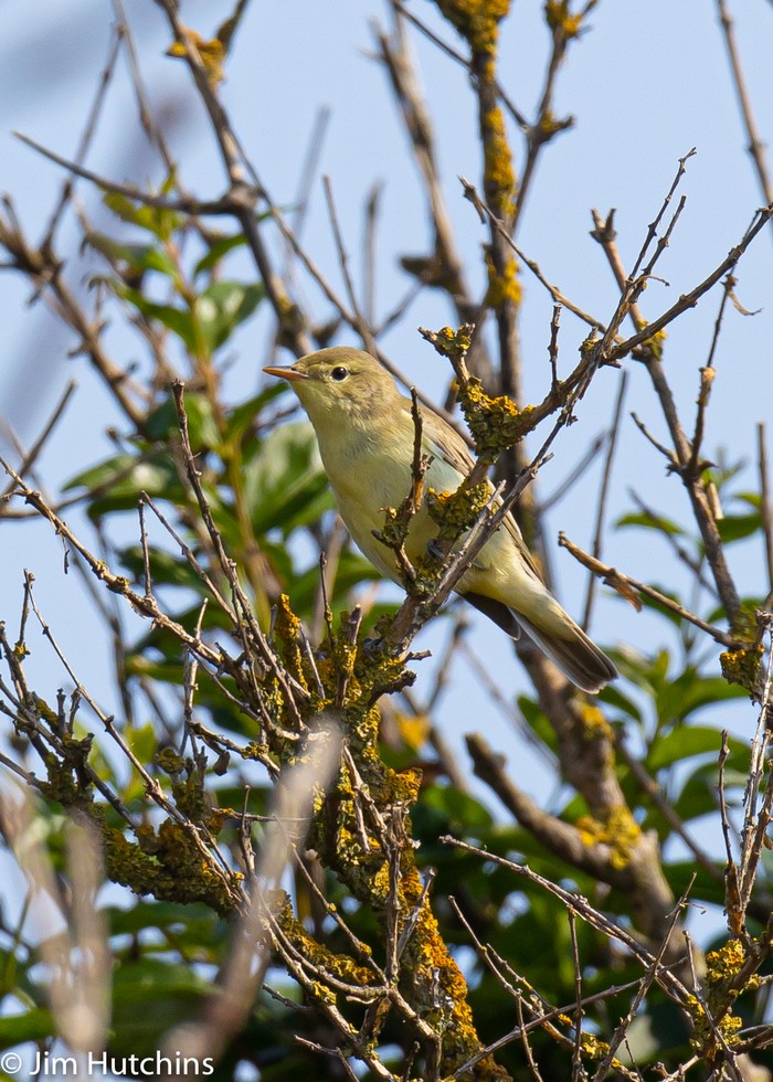 Icterine Warbler