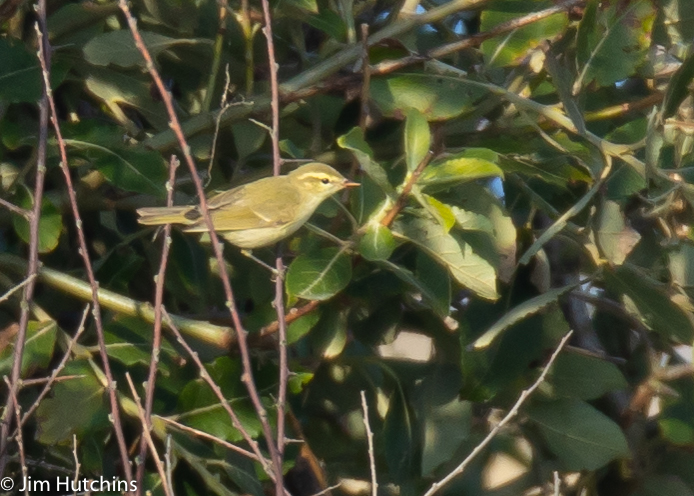 Greenish Warbler