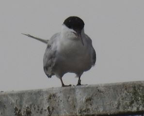 Arctic Tern