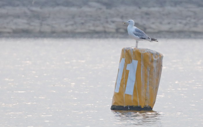 Caspian Gull
