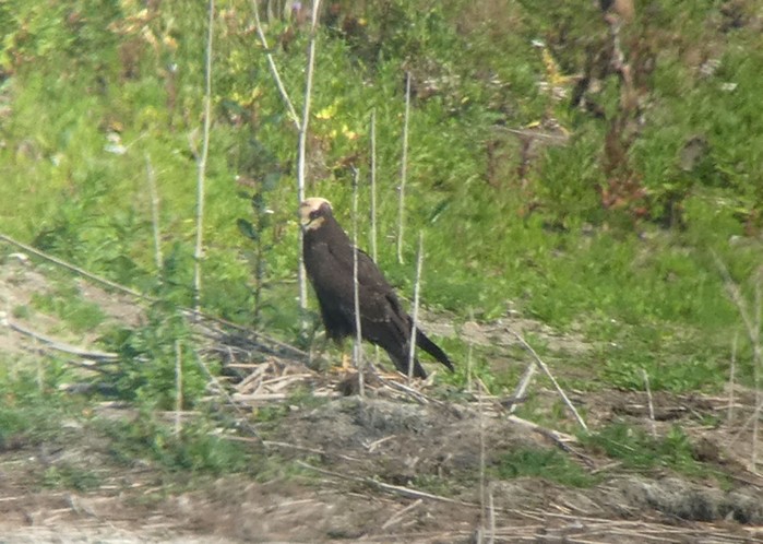 Marsh Harrier