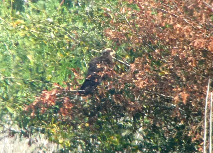 Marsh Harrier