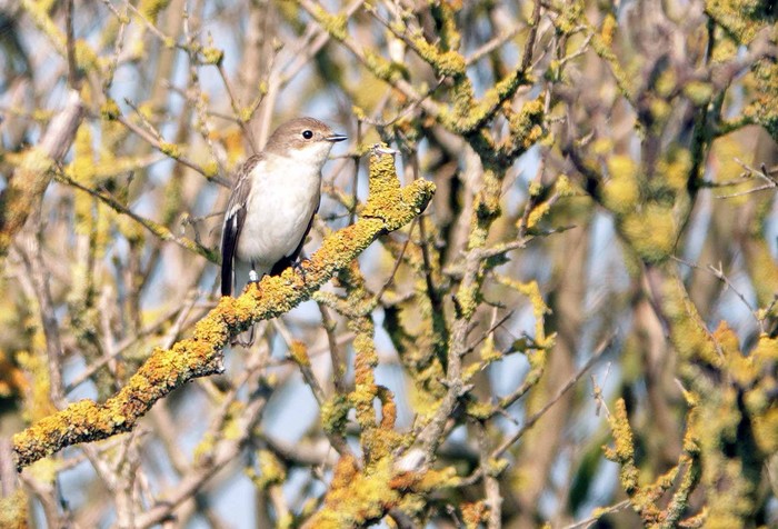 Collared Flycatcher
