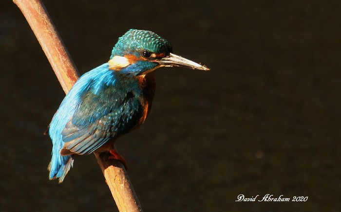 Kingfisher 
