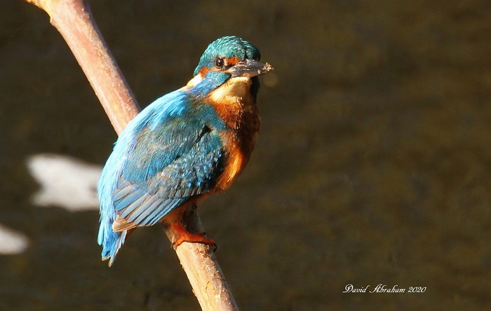 Kingfisher