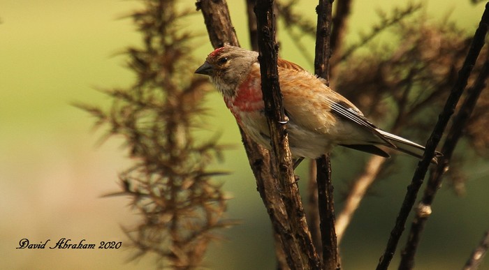 Linnet 