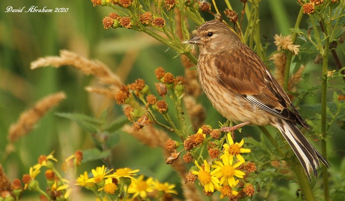 Linnet 