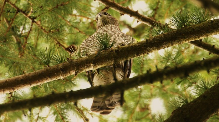Sparrowhawk 