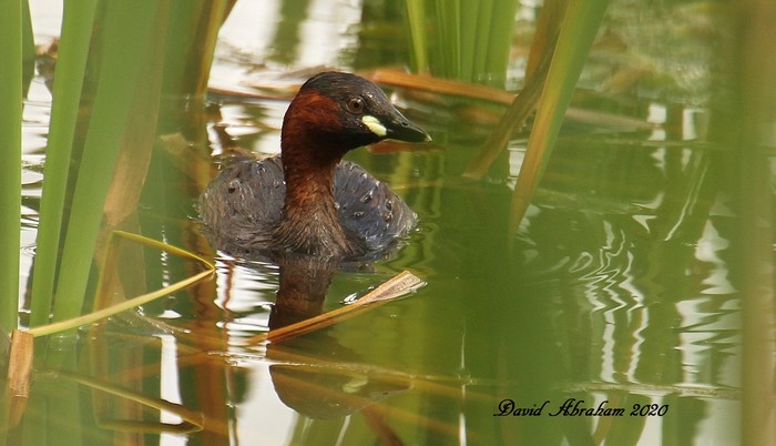 Little Grebe 