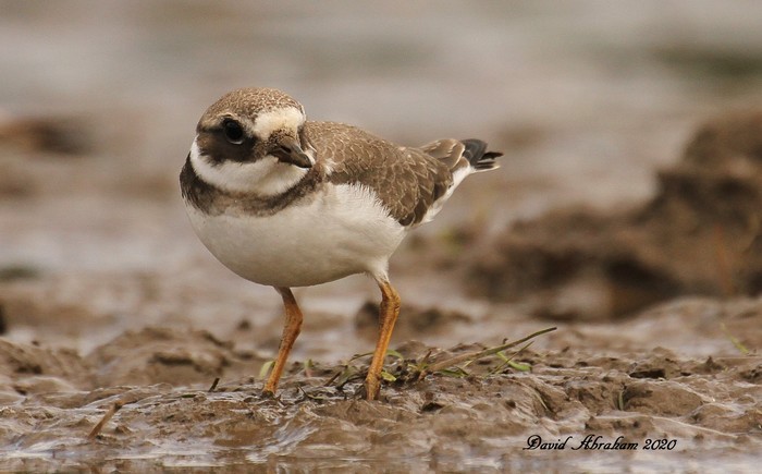Ringed Plover 