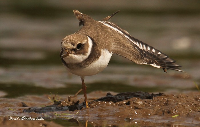 Ringed Plover 