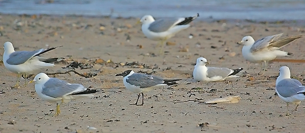 Laughing Gull