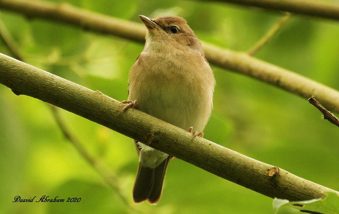 Garden Warbler