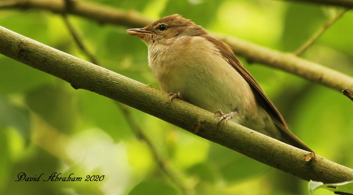 Garden Warbler