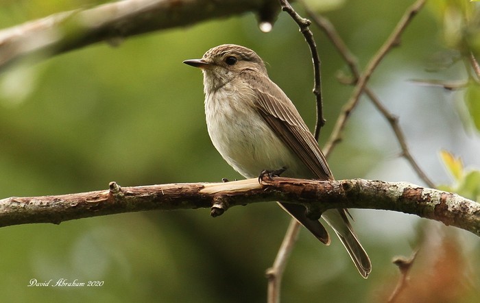 Spotted Flycatcher 