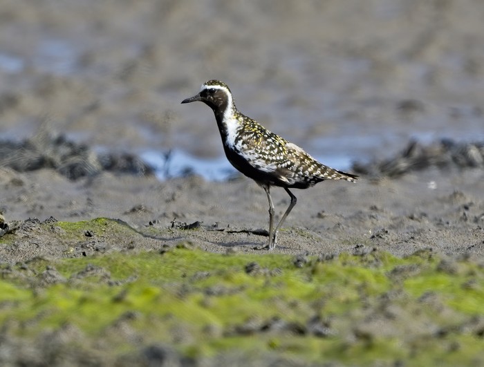 Pacific Golden Plover