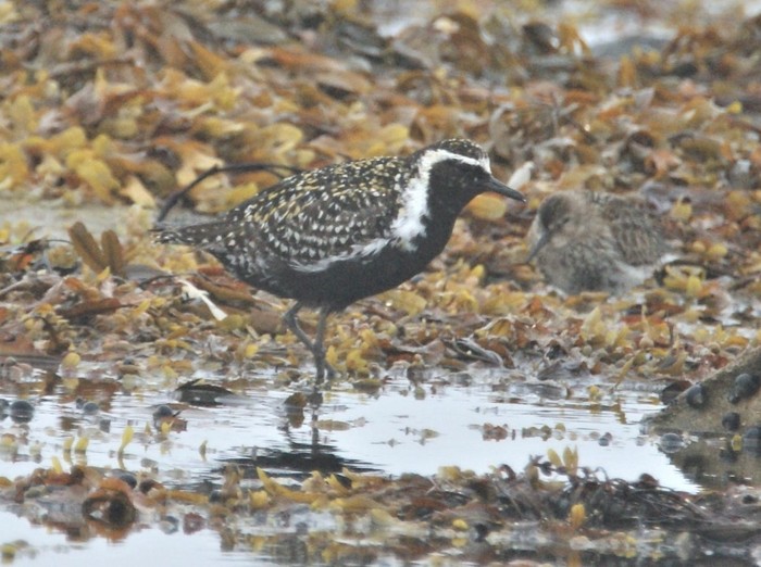 Pacific Golden Plover