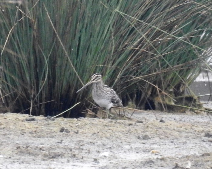 Snipe