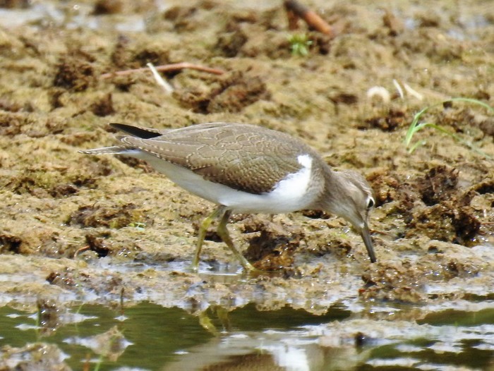 Common Sandpiper