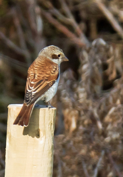 Red-backed Shrike