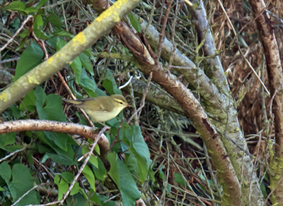 Greenish Warbler