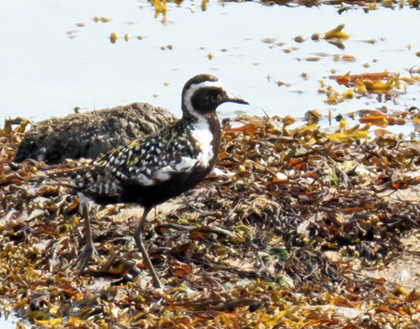 Pacific Golden Plover
