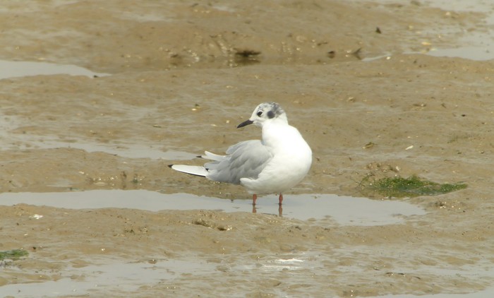 Bonaparte's Gull