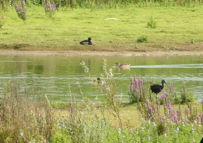 Glossy Ibis