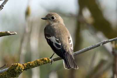 Pied Flycatcher