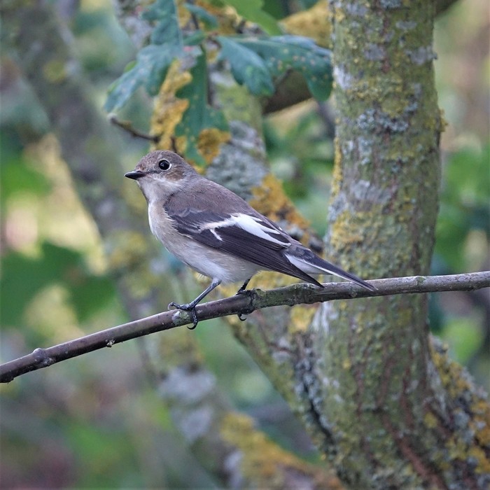 Pied Flycatcher
