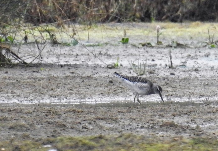 Wood Sandpiper