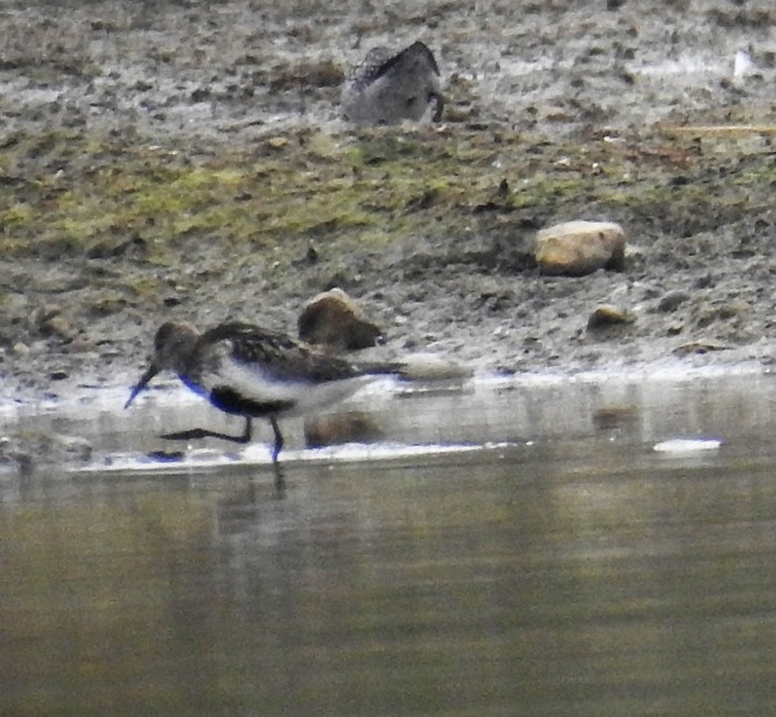 Dunlin
