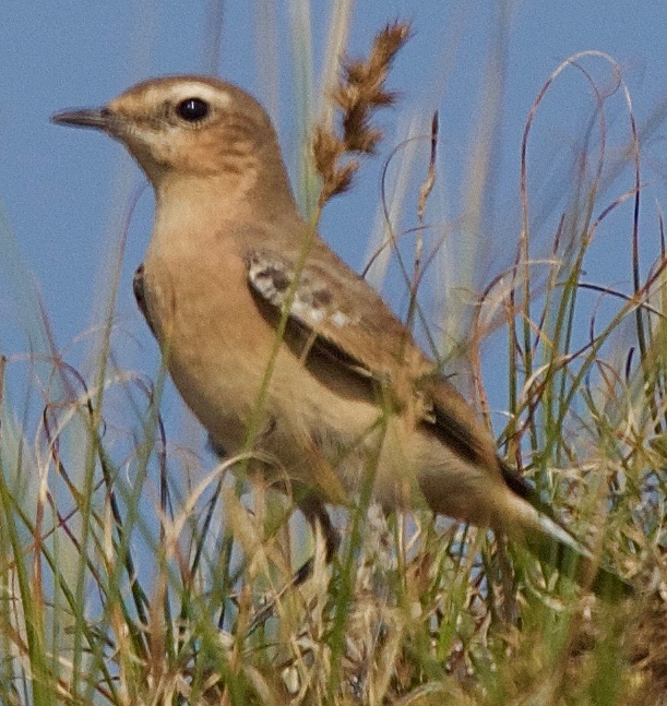 Wheatear