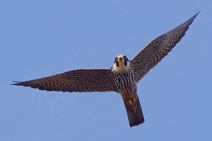 Hobby