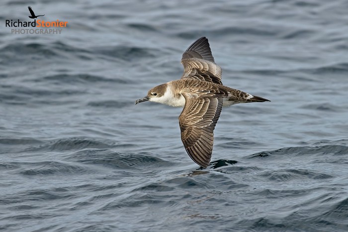 Great Shearwater